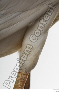 Stork  2 leg 0022.jpg